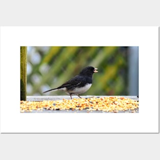 Hungry Dark-eyed Junco Posters and Art